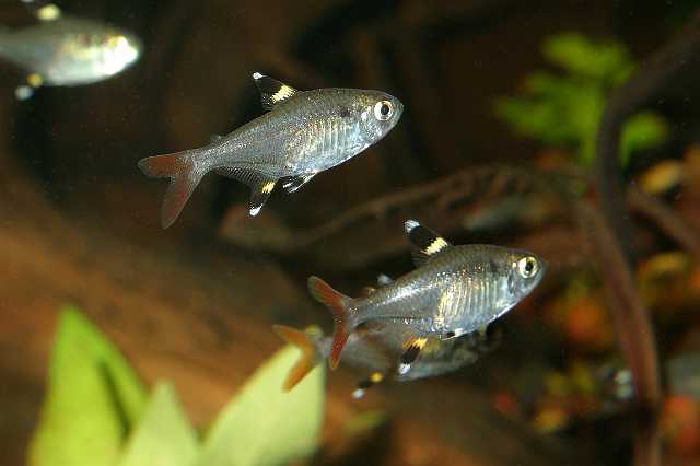 FH_ZA_2475(Pristella maxillaris).jpg